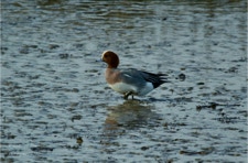Canard Siffleur