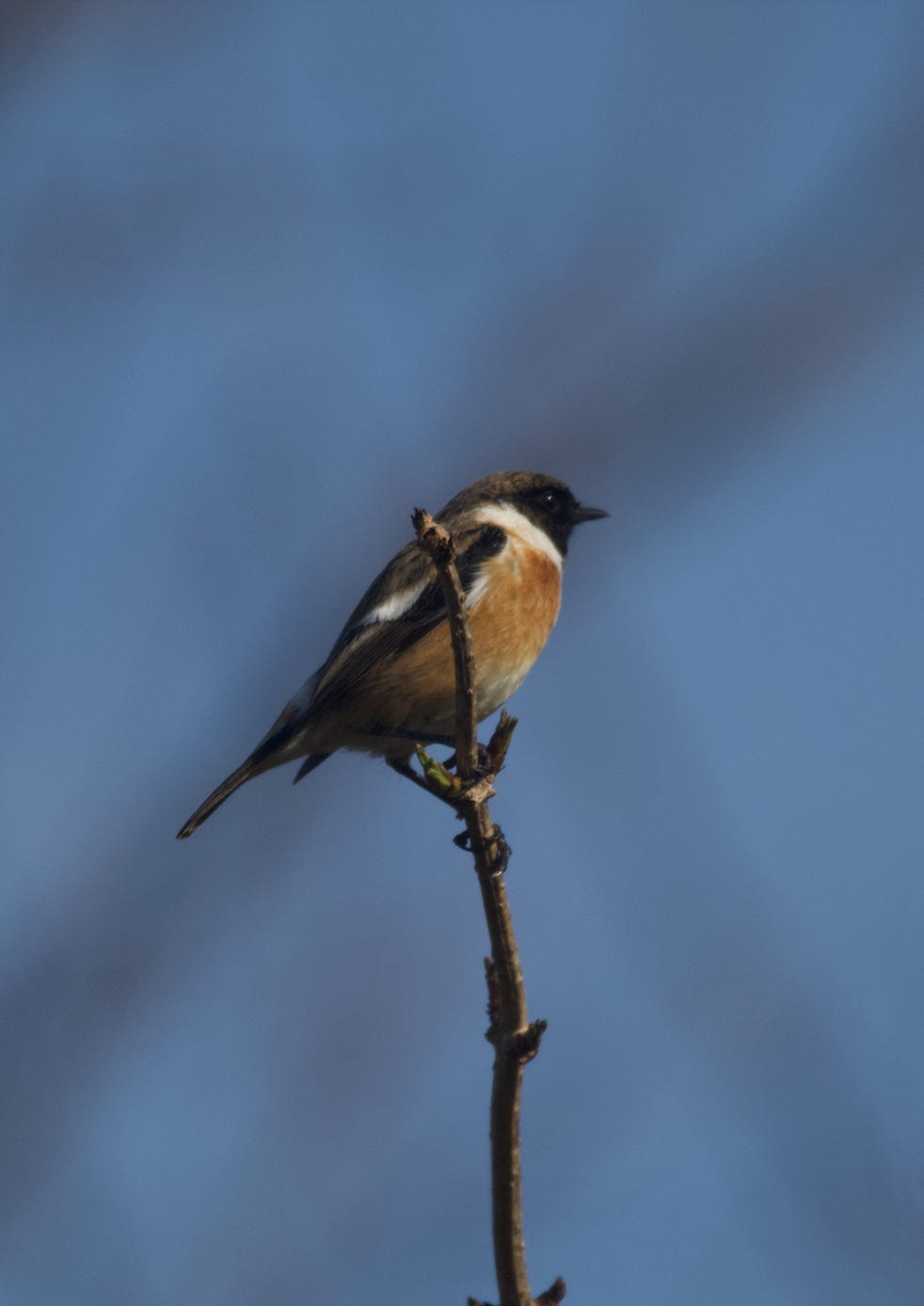 Mésange Bleue