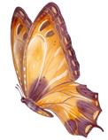 bouton section oiseaux
