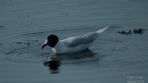 Mouette mélanocéphale