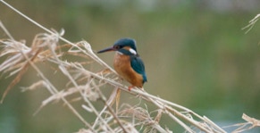 Martin-pêcheur d’Europe