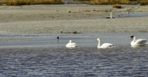 Cygne de Bewick