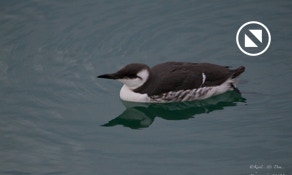 Guillemot de troïl