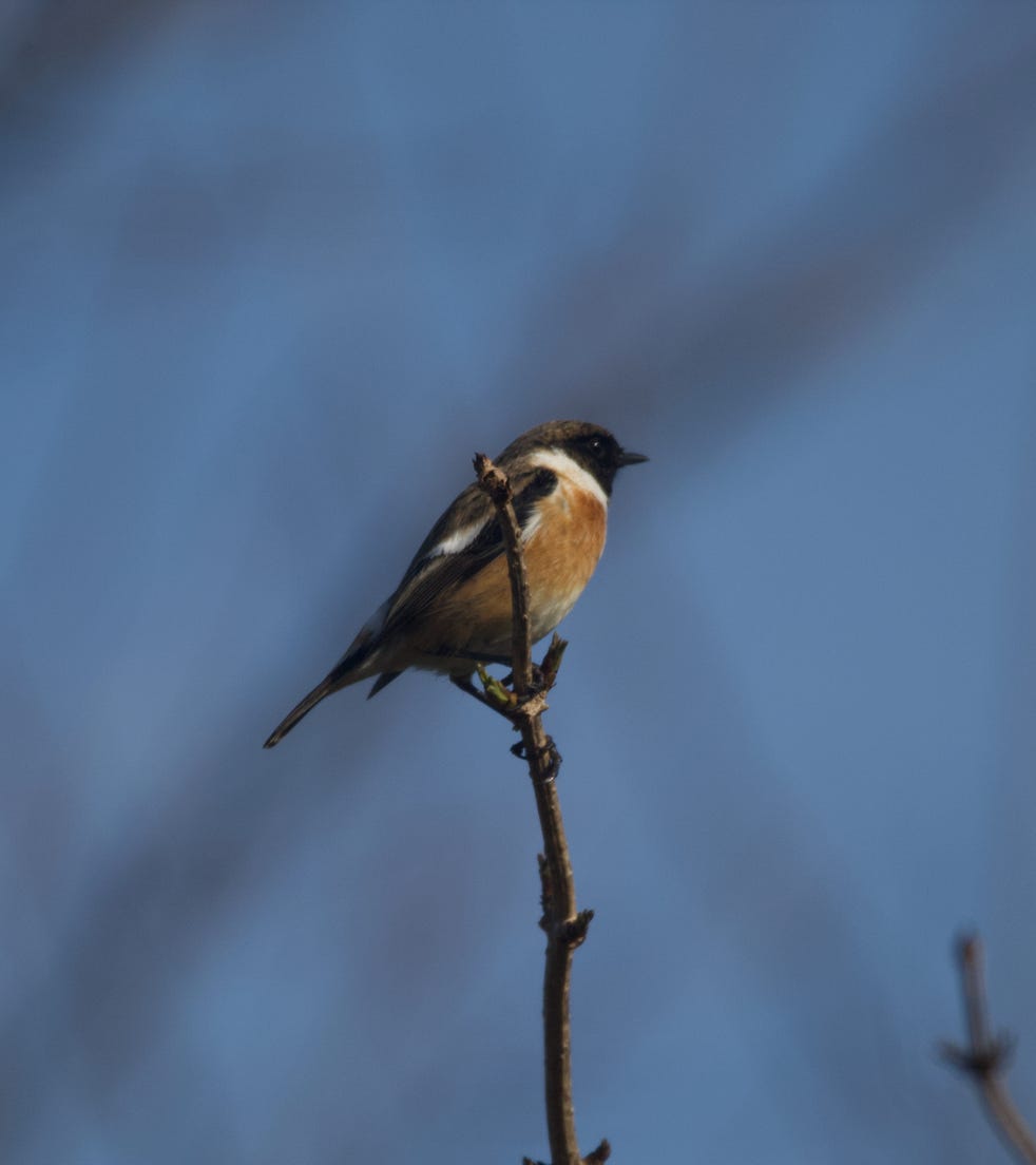 Mésange Bleue