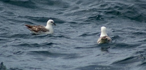 Fulmar Boréal