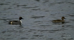 Canard pilet